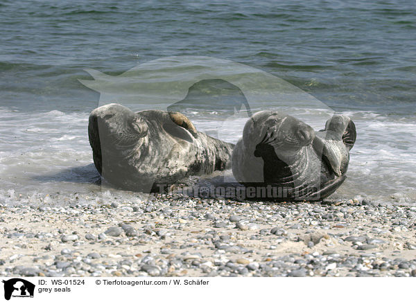 Zwei Kegelrobben / grey seals / WS-01524