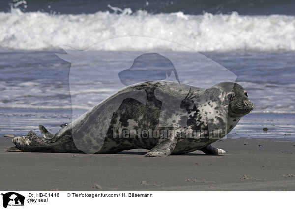 Kegelrobbe / grey seal / HB-01416