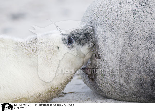 Kegelrobbe / grey seal / AT-01127