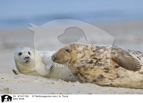 grey seals / AT-01128