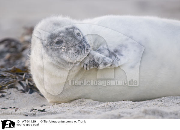 young grey seal / AT-01129