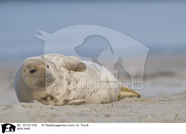 Kegelrobbe / grey seal / AT-01152