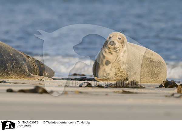 Kegelrobben / grey seals / THA-03079