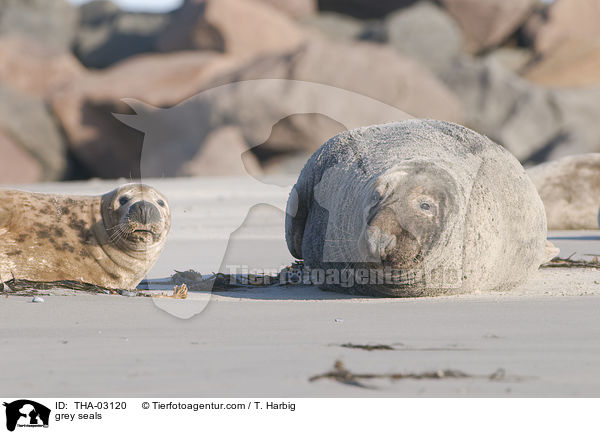 grey seals / THA-03120