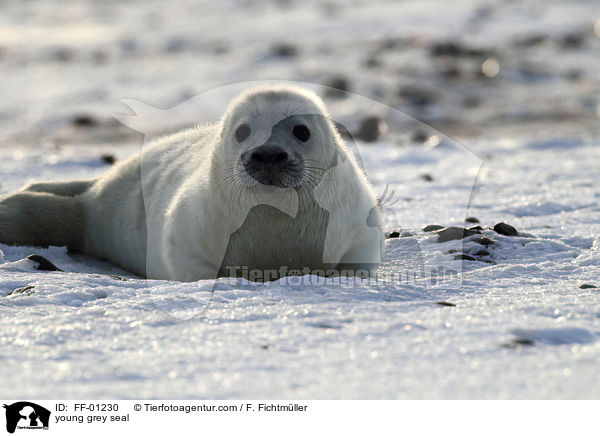 young grey seal / FF-01230