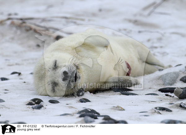 junge Kegelrobbe / young grey seal / FF-01232