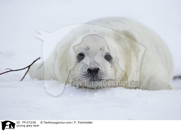 junge Kegelrobbe / young grey seal / FF-01238