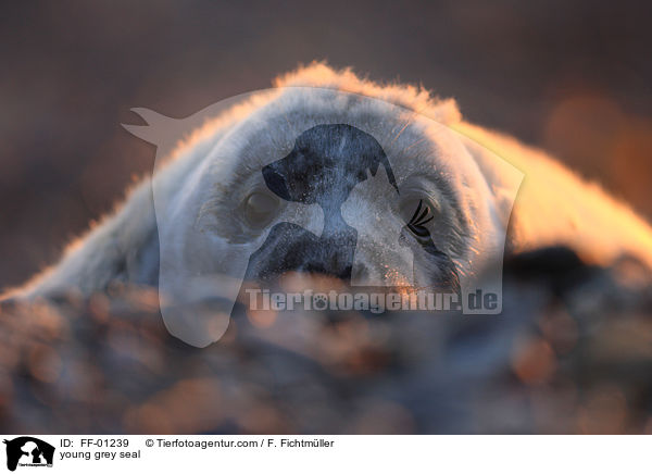 young grey seal / FF-01239
