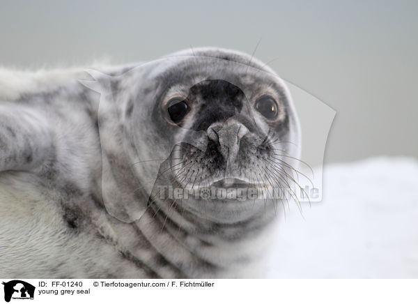 young grey seal / FF-01240