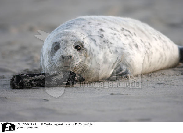 young grey seal / FF-01241