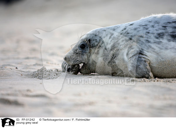 young grey seal / FF-01242