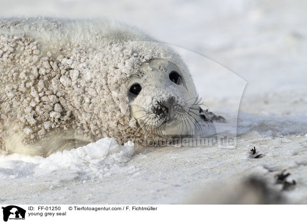 young grey seal / FF-01250