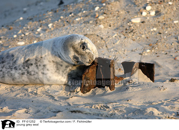 junge Kegelrobbe / young grey seal / FF-01252