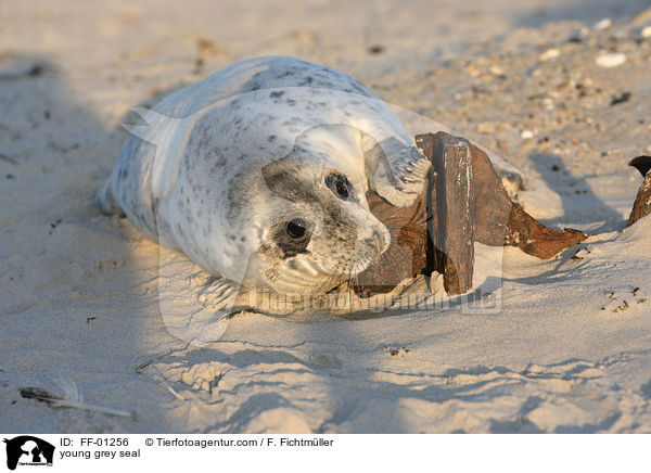 junge Kegelrobbe / young grey seal / FF-01256