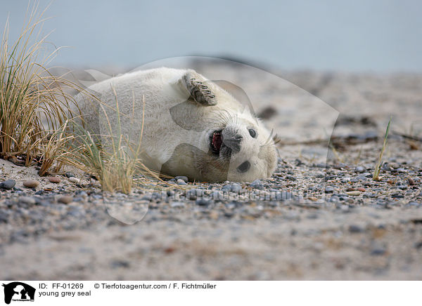 junge Kegelrobbe / young grey seal / FF-01269
