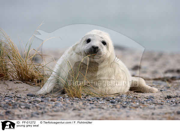 young grey seal / FF-01272