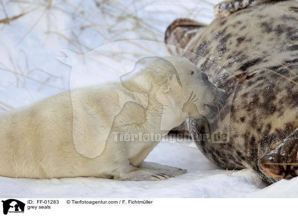 grey seals / FF-01283