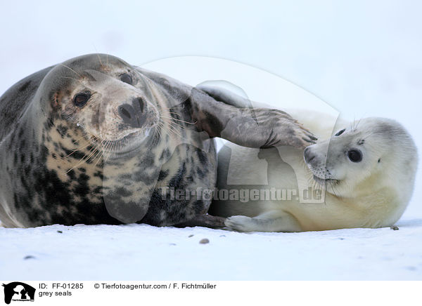 grey seals / FF-01285