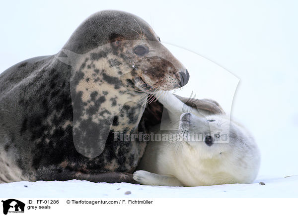 grey seals / FF-01286