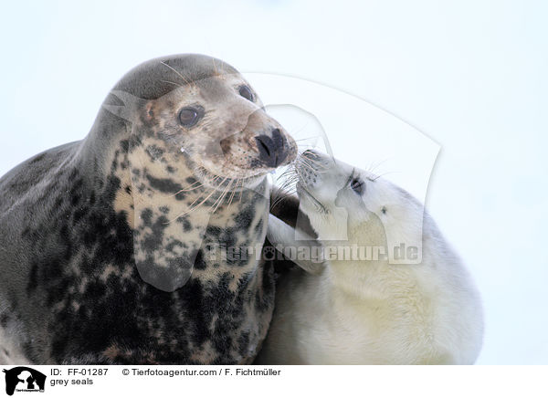 grey seals / FF-01287