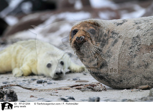 Kegelrobben / grey seals / FF-01294