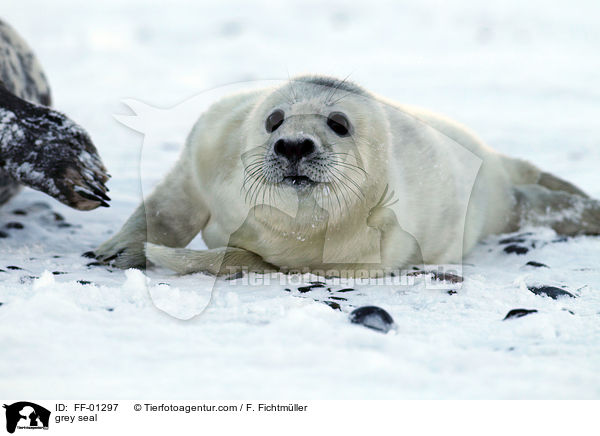 Kegelrobbe / grey seal / FF-01297