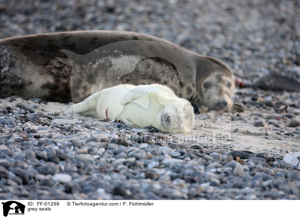 grey seals / FF-01298