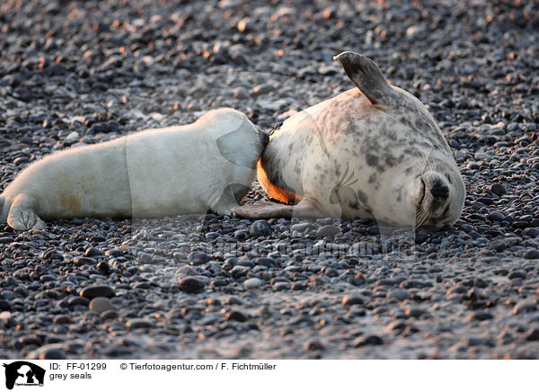 grey seals / FF-01299