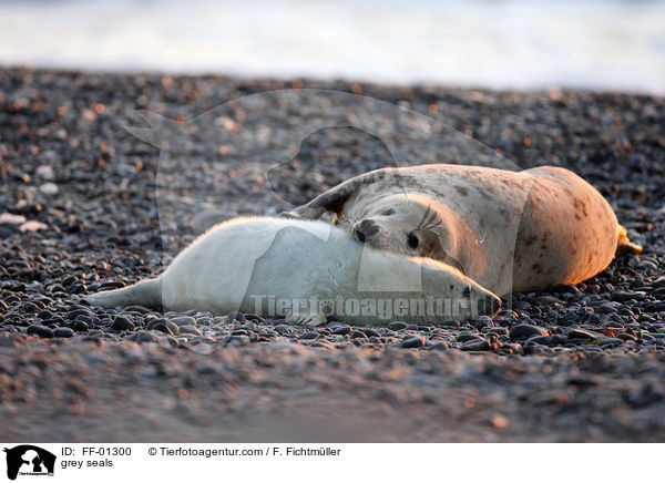 grey seals / FF-01300