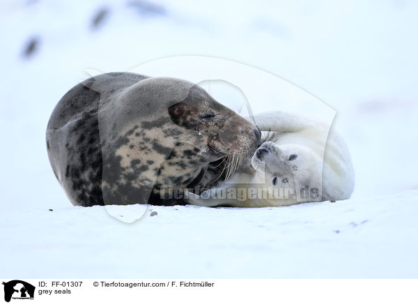 grey seals / FF-01307
