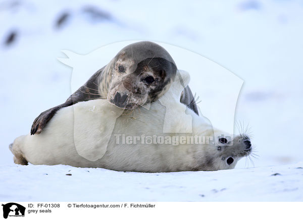 grey seals / FF-01308