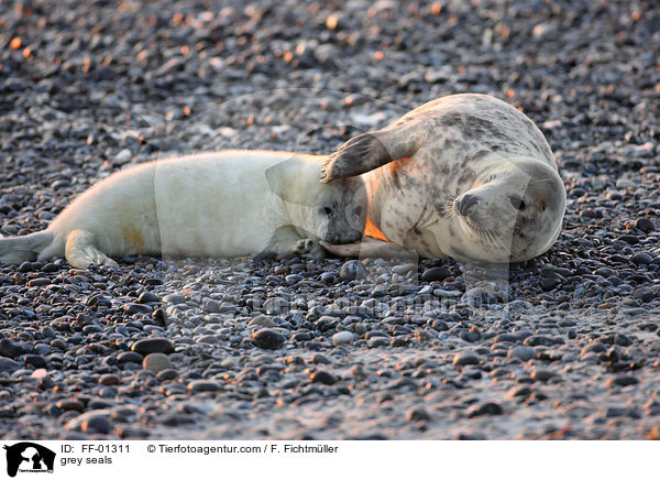 grey seals / FF-01311