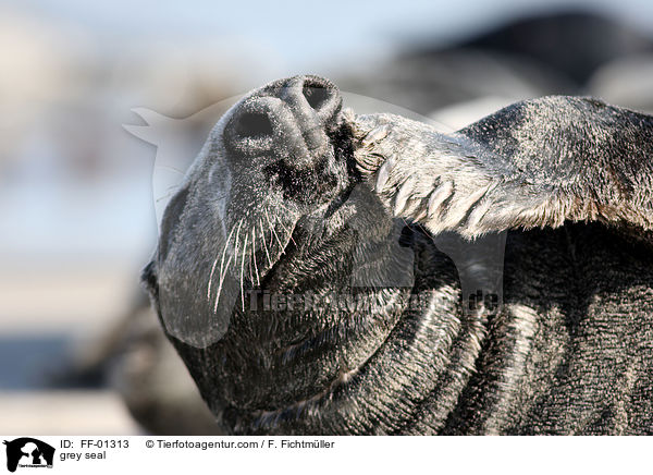 grey seal / FF-01313