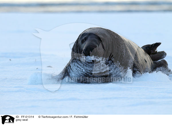 grey seal / FF-01314