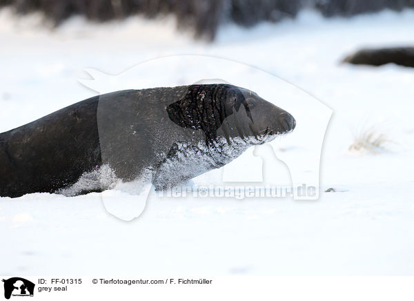 grey seal / FF-01315