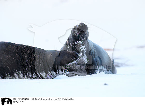 grey seal / FF-01316