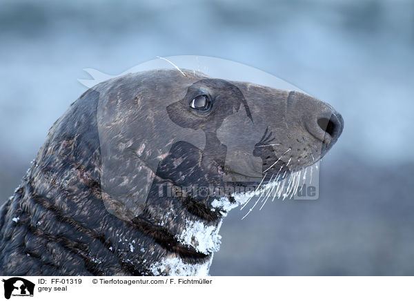 grey seal / FF-01319