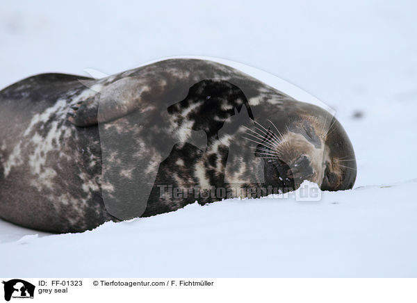 grey seal / FF-01323