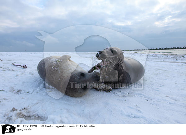 grey seals / FF-01329