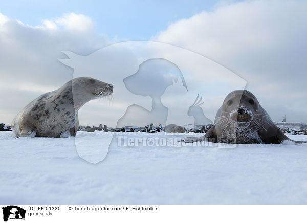 Kegelrobben / grey seals / FF-01330