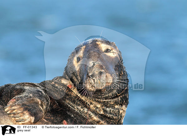 Kegelrobbe / grey seal / FF-01343