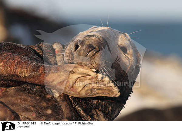 Kegelrobbe / grey seal / FF-01345