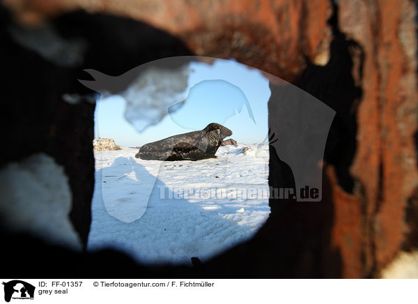 Kegelrobbe / grey seal / FF-01357