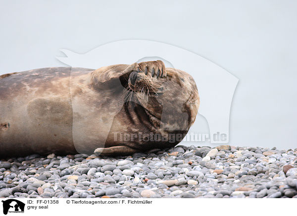 grey seal / FF-01358