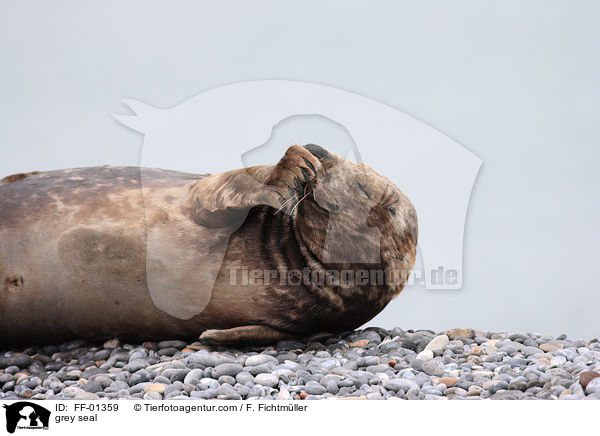 Kegelrobbe / grey seal / FF-01359