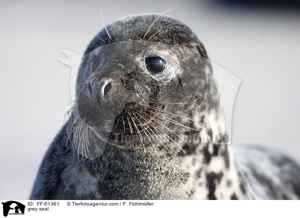 grey seal / FF-01361