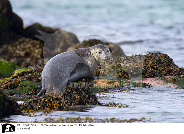 grey seal / FF-01362