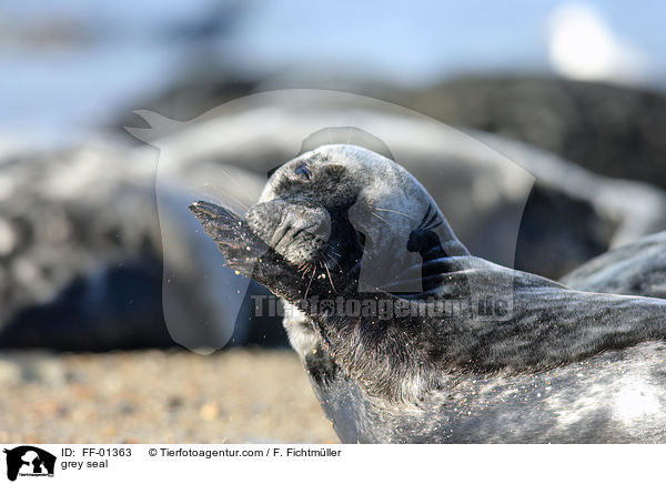 grey seal / FF-01363