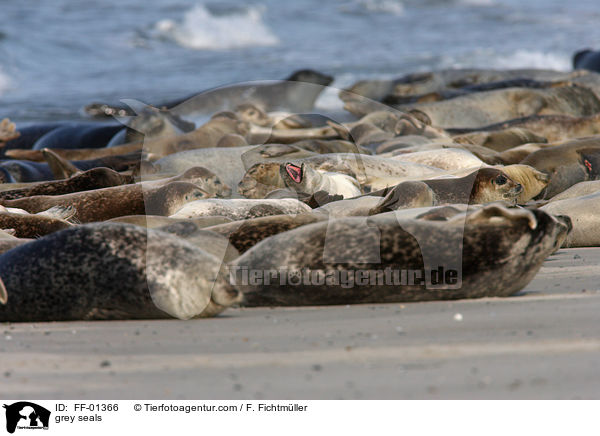 grey seals / FF-01366
