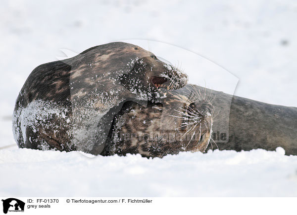 grey seals / FF-01370